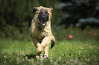 running Leonberger