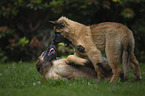 playing Leonberger Puppies