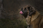 Leonberger portrait