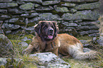 lying Leonberger