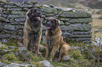 sitting Leonberger