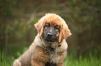 young Leonberger