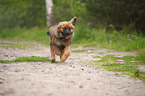 young Leonberger