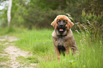 young Leonberger