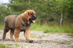 young Leonberger