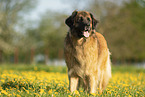 Leonberger in summer