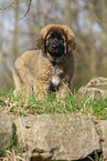 Leonberger puppy