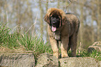 Leonberger puppy