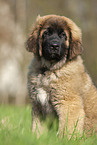 Leonberger puppy