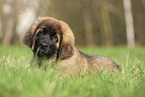 Leonberger puppy