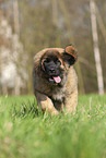 Leonberger puppy