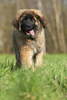 Leonberger puppy