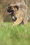 Leonberger puppy