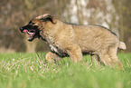Leonberger puppy