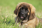 Leonberger puppy