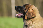 Leonberger puppy