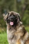 Leonberger at summer time