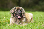 Leonberger at summer time