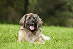 Leonberger at summer time