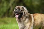 Leonberger at summer time