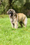 Leonberger at summer time