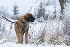young Leonberger in snow