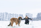 young Leonberger in snow