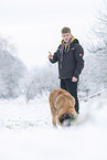 young Leonberger in snow