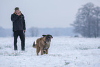 young Leonberger in snow