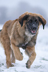 young Leonberger in snow