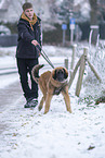 young Leonberger in snow