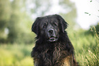 Leonberger at summer time