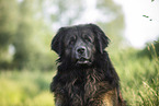 Leonberger at summer time