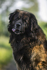 Leonberger at summer time