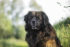 Leonberger at summer time