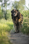 Leonberger at summer time