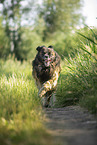 Leonberger at summer time