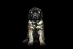 Leonberger Puppy