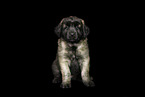 Leonberger Puppy