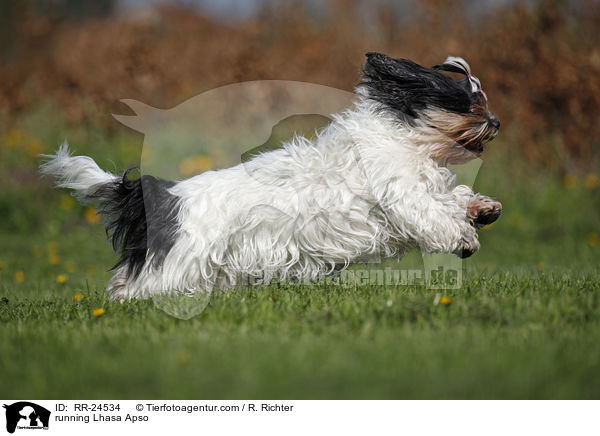 rennender Lhasa Apso / running Lhasa Apso / RR-24534