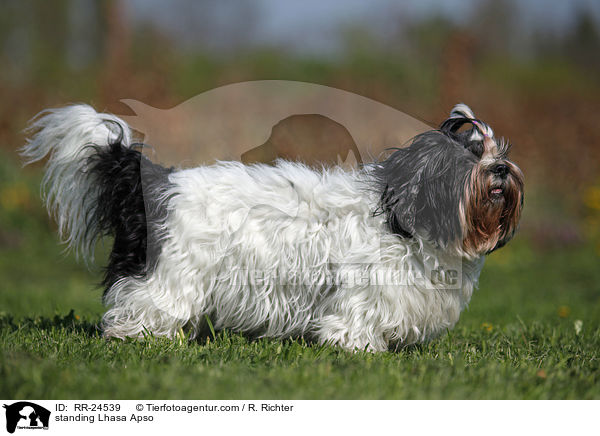 stehender Lhasa Apso / standing Lhasa Apso / RR-24539
