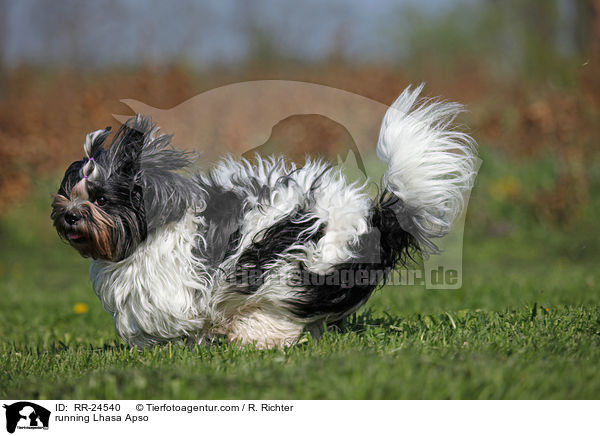 rennender Lhasa Apso / running Lhasa Apso / RR-24540