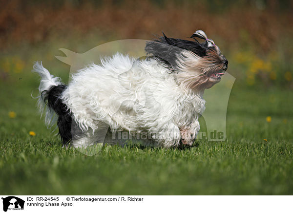 rennender Lhasa Apso / running Lhasa Apso / RR-24545