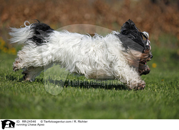 rennender Lhasa Apso / running Lhasa Apso / RR-24546