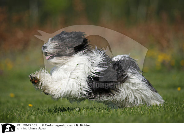 rennender Lhasa Apso / running Lhasa Apso / RR-24551