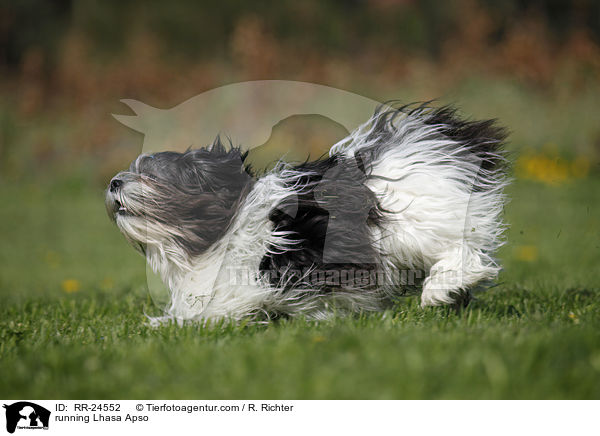 rennender Lhasa Apso / running Lhasa Apso / RR-24552