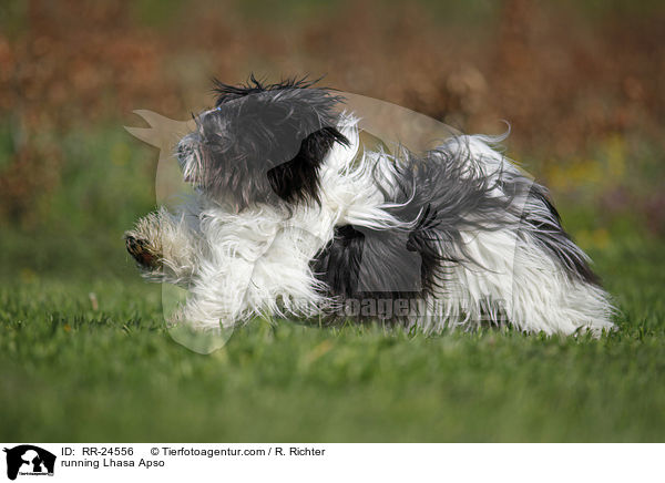rennender Lhasa Apso / running Lhasa Apso / RR-24556