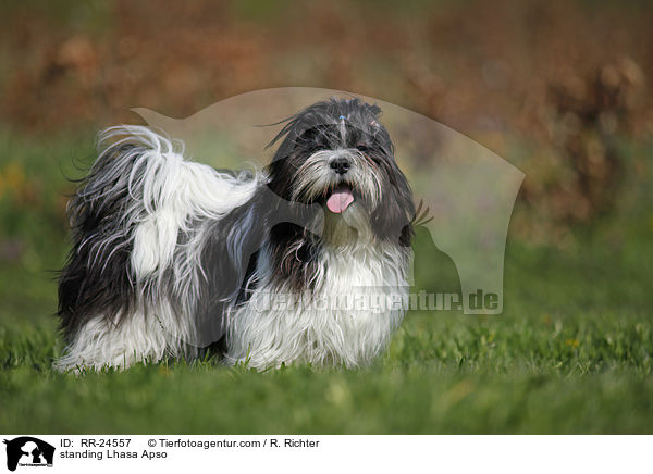 stehender Lhasa Apso / standing Lhasa Apso / RR-24557