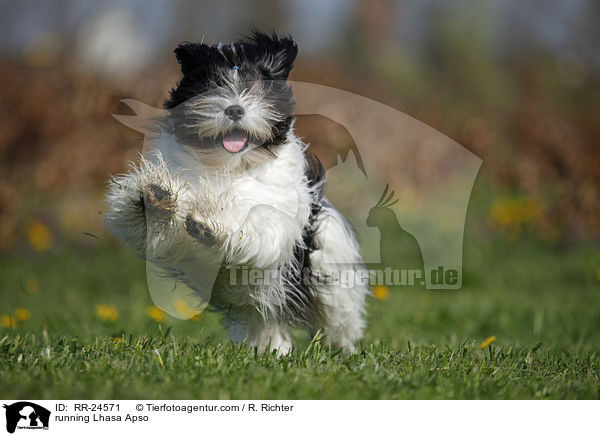 rennender Lhasa Apso / running Lhasa Apso / RR-24571
