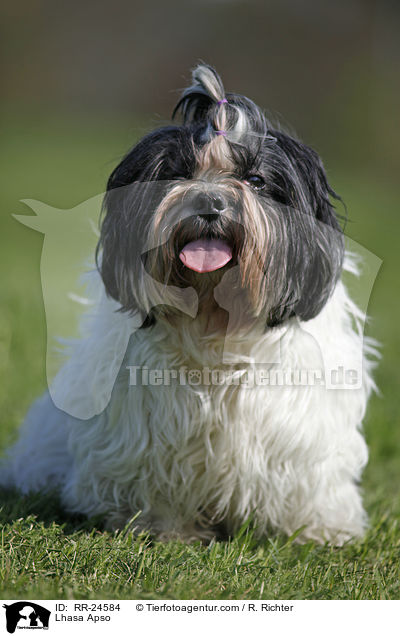 Lhasa Apso / Lhasa Apso / RR-24584